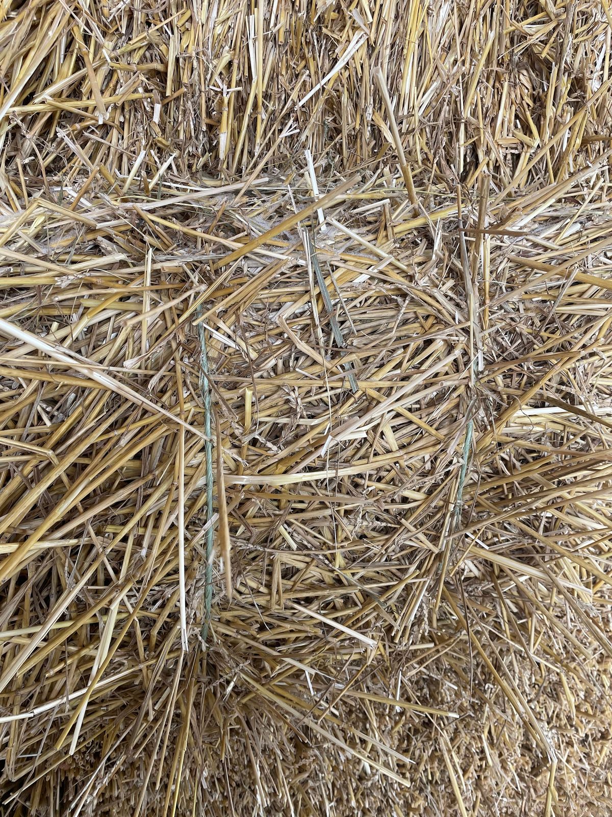 Wheat Straw