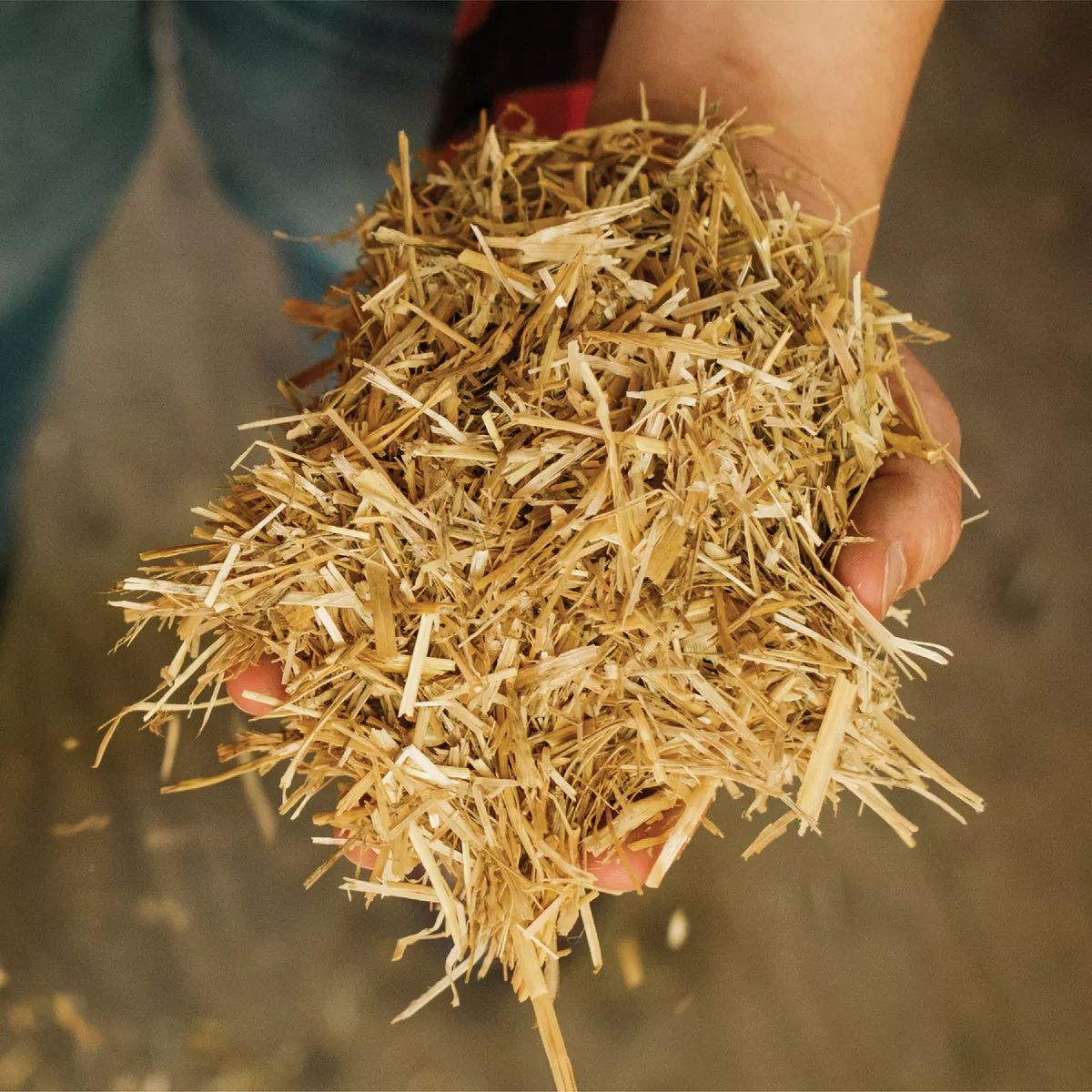 Wheat Straw photo 2