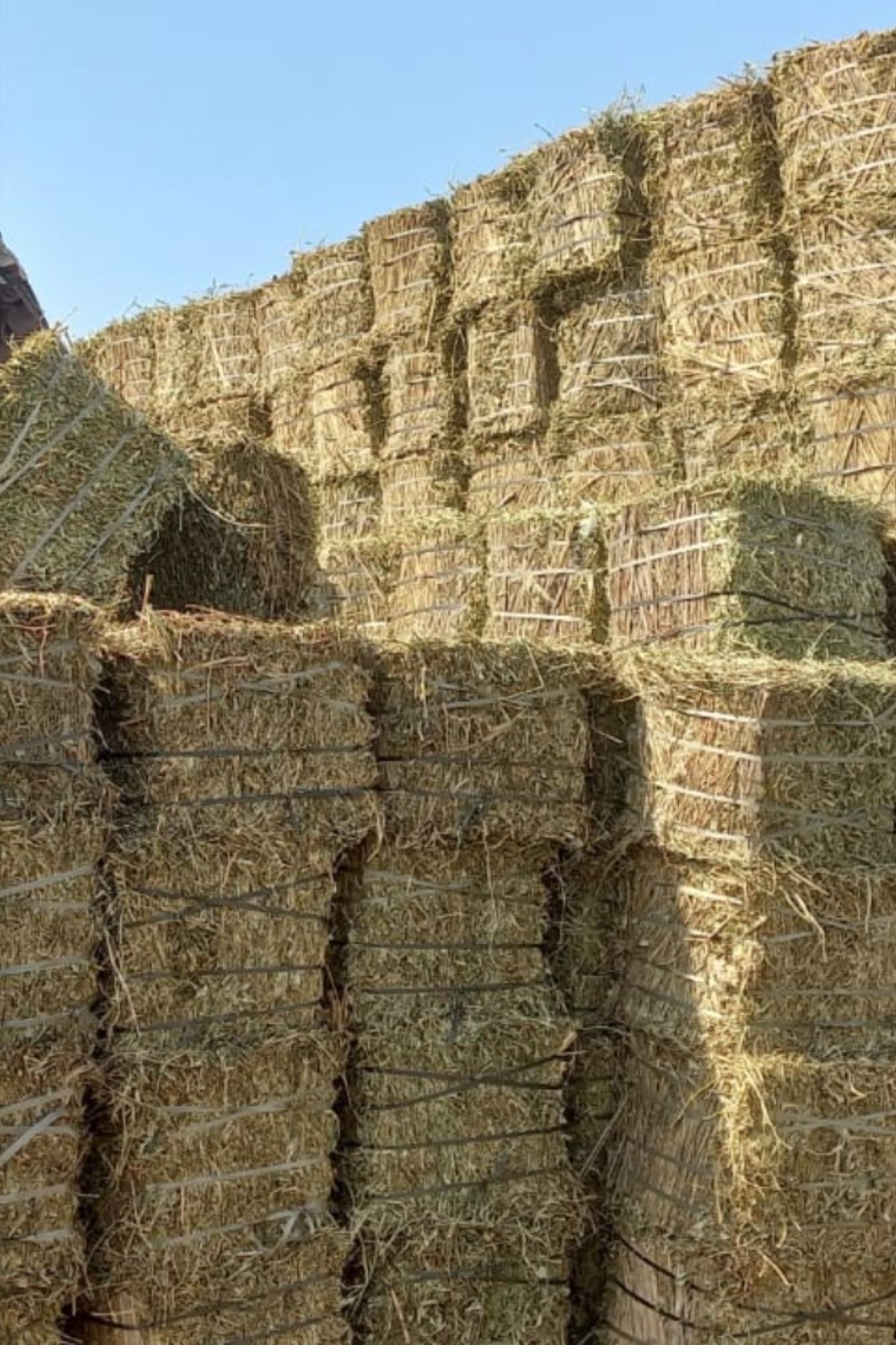 Wheat Straw photo 3